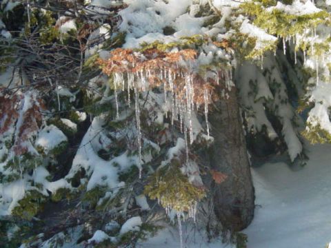 1986 Ford Bronco - Winter scene with icicles forming on branches covered in snow.