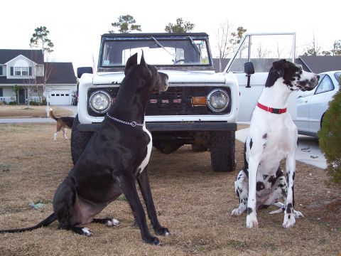 1974 Ford Bronco - A white 1974 Ford Bronco is parked on a lawn with two Great Danes sitting in front of it.