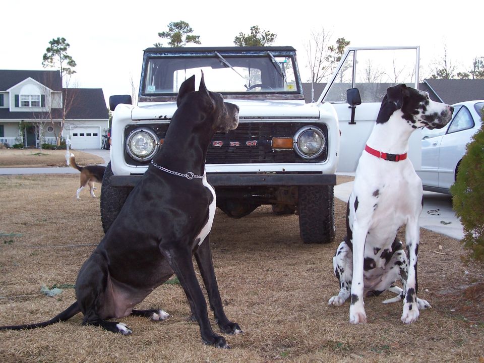 White 1974 Ford Bronco with open driver's door, parked on grass with two Great Danes in front