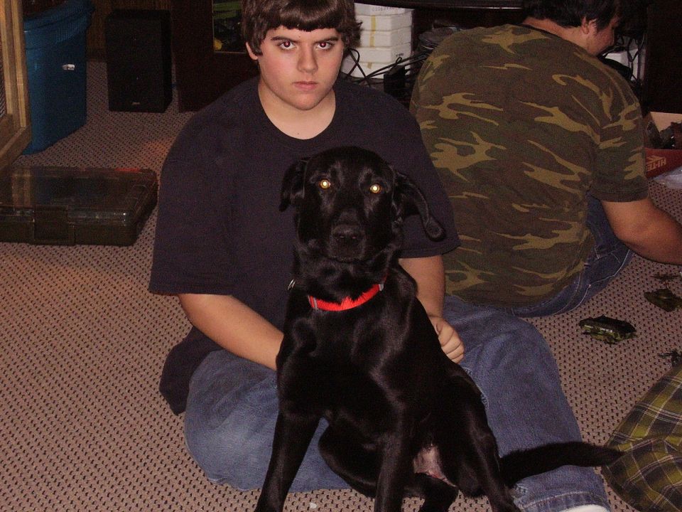 Male Black Lab: Shadow