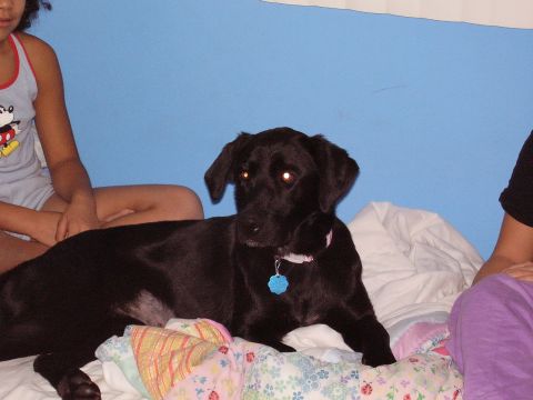 1996 Ford F-150 - Female Black Lab Savanna