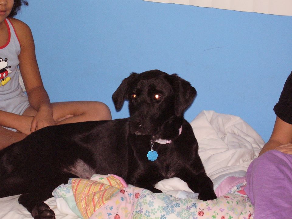 Female Black Lab Savanna