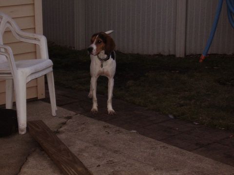 1996 Ford F-150 - previous dog, Baxter.