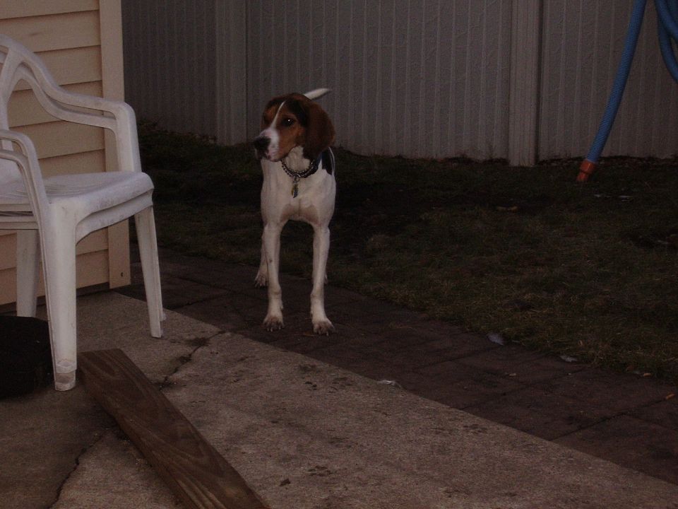 previous dog, Baxter.
