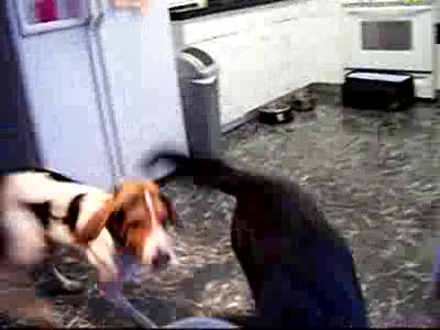 1996 Ford F-150 - Check out the chasing tail action....lol