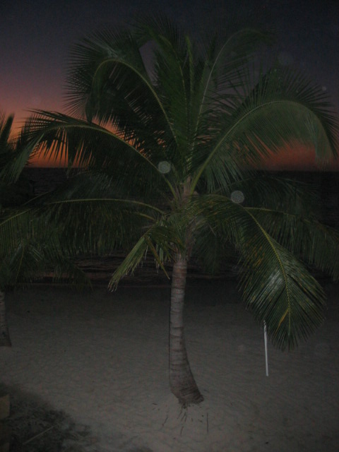 1991 Ford Bronco - A tropical beach scene at dusk with a palm tree in the foreground and the ocean visible beyond.
