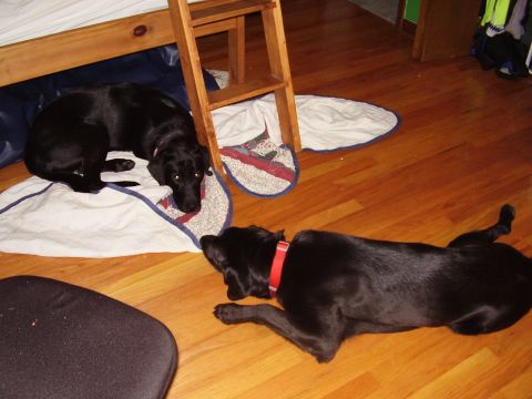 1996 Ford F-150 - Let sleeping dogs lie. Savanna and Shadow.