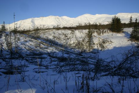 2003 Jeep TJ - A winter scene shows a snow-covered mountainside with many fallen trees.