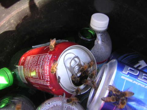 1988 Ford Bronco - Bees are attracted to the sugary residue inside discarded soda cans.