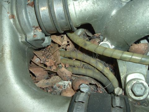 1993 Ford Taurus - Debris has accumulated in the engine compartment, obscuring some components and hoses.