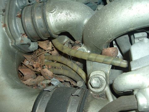 1993 Ford Taurus - Close-up view of engine components, including hoses and metal tubing, with debris like dried leaves visible.