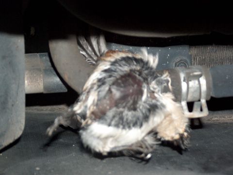 1998 Ford Taurus - A dead bird is visible near a hose clamp and other vehicle components.