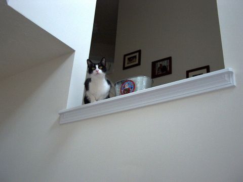 1998 Ford Taurus - A black and white cat sits on a decorative shelf, looking towards the camera. Several framed pictures hang on the wall behind it.