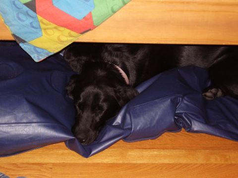 1996 Ford F-150 - Savanna sleeping under the bunk beds.