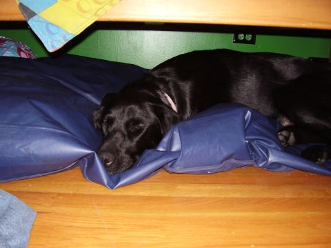 1996 Ford F-150 - A black dog rests on a blue beanbag chair, with a wooden surface above and a wooden floor below.