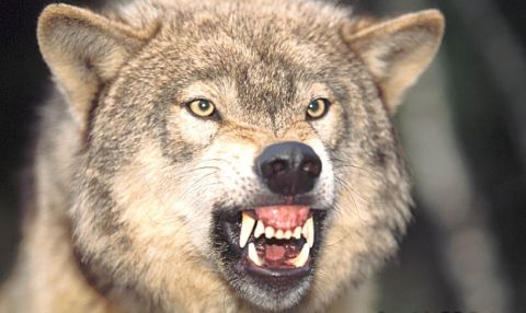 1979 Ford Bronco - A wolf bares its teeth in a menacing snarl, its yellow eyes fixed on the viewer.