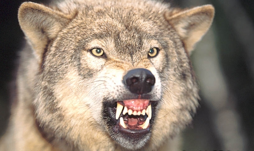 Close-up of a snarling wolf with bared teeth