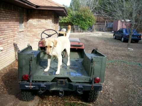 1993 Ford Bronco - CJ2A rear and my dog Tarzan in the back