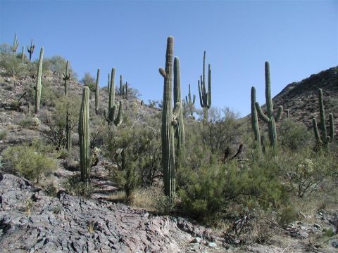 1994 Ford Bronco - Desert landscape with numerous Saguaro cacti and sparse vegetation on a rocky slope.