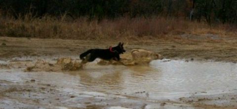 1993 Ford Bronco - A black dog in a red collar and a tan dog splash through a muddy brown puddle on a bare dirt off-road trail area. No vehicle or vehicle par…