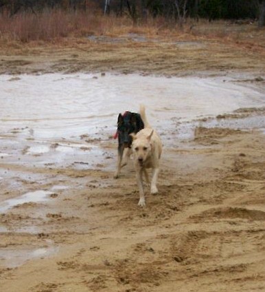 1993 Ford Bronco - A yellow Labrador-type dog and a black dog trot toward the camera across wet sand and shallow water on a bare dirt trail area. No vehicle o…