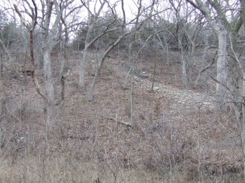 1994 Ford Bronco - A wooded hillside with bare trees and dry leaves covers the ground.
