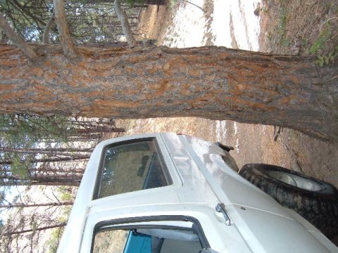 1993 Ford Bronco - A white SUV is parked on a dirt road, partially obscured by a large tree in a wooded area.