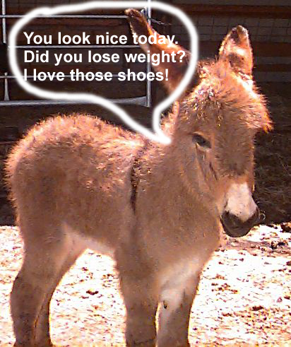 1971 Ford Ranchero - A donkey stands in a dusty enclosure, with a speech bubble above its head.