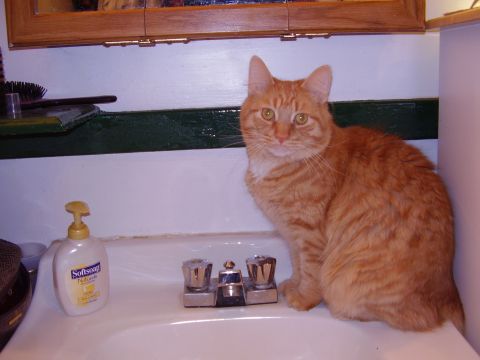 1997 Ford Taurus - An orange cat sits on the edge of a bathroom sink, with a bottle of Softsoap nearby.