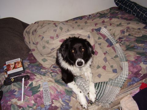 1997 Ford Taurus - A dog is relaxing on a bed, partially covered by a blanket, with entertainment items on the bed.