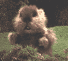 1986 Ford Bronco - A fluffy brown animal is seen in a grassy outdoor setting.