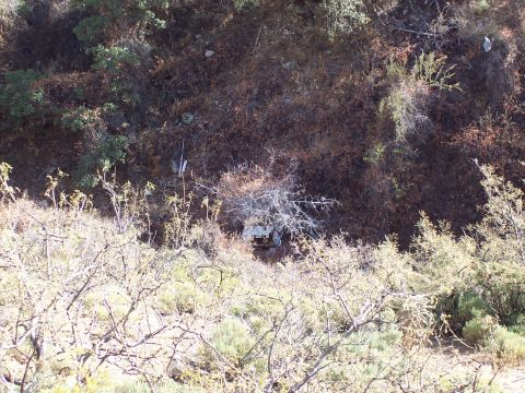 1981 Ford F-150 - A hillside covered in dry brush and vegetation, with some scattered debris visible amongst the plants.