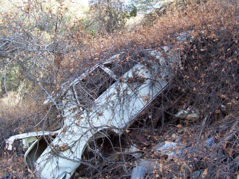 1981 Ford F-150 - This 1981 Ford F-150 pickup truck is heavily overgrown with brush and appears abandoned.