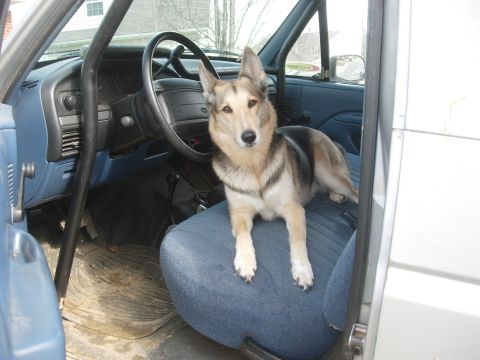 1995 Ford Bronco - A dog sits on the blue fabric driver's seat inside a truck, with the steering wheel and dashboard visible.