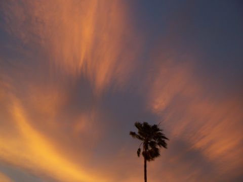1994 Ford Probe - A lone palm tree stands against a vibrant sunset, its silhouette stark against the colorful, streaky clouds.