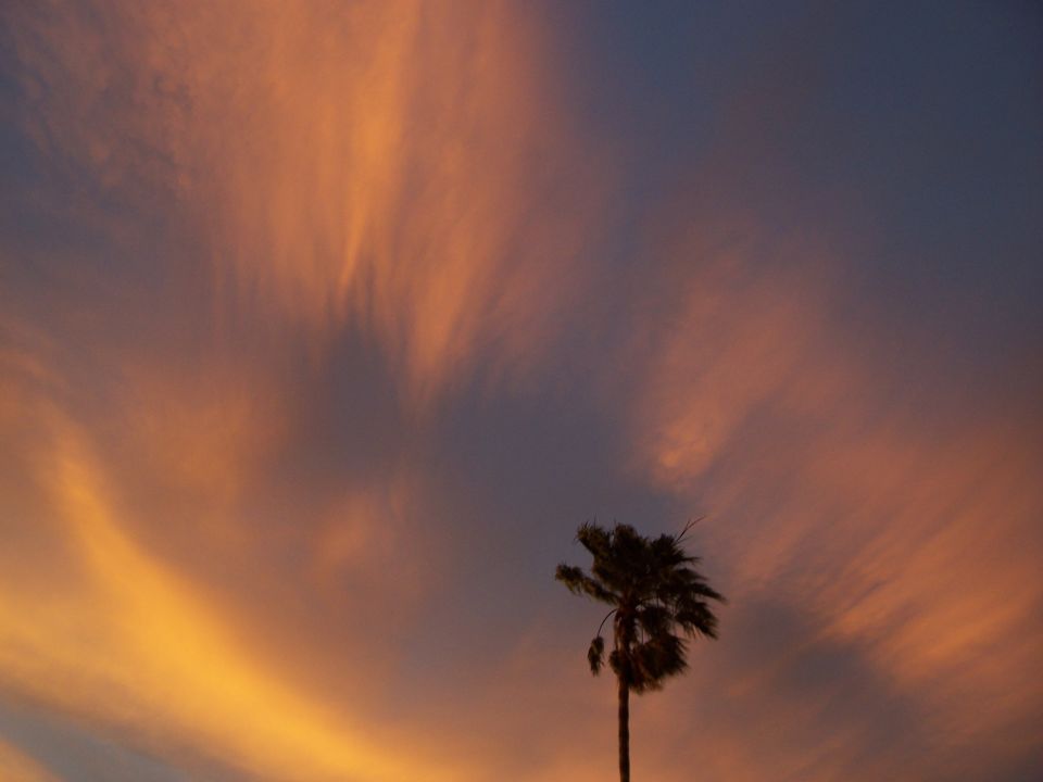Palm tree silhouetted against a dramatic sunset sky with wispy orange and purple clouds
