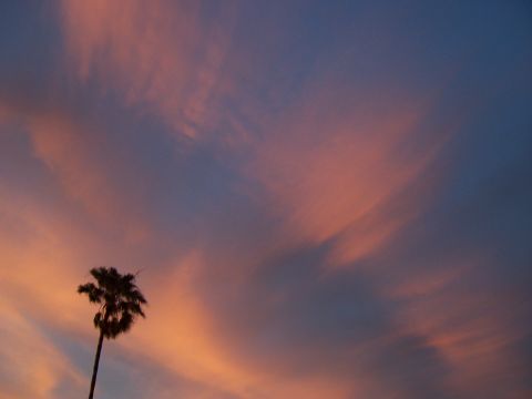 1994 Ford Probe - Sunset sky with a palm tree and SUPERMOTORS watermark.