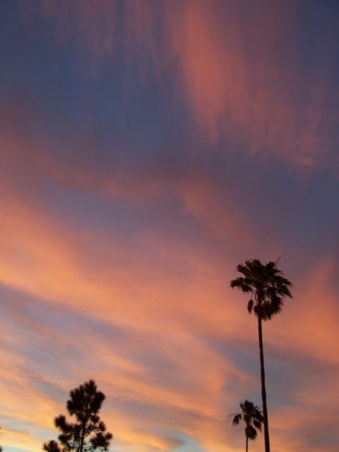 1994 Ford Probe - The sky displays vibrant hues of orange, pink, and purple during a sunset, with palm trees in silhouette.