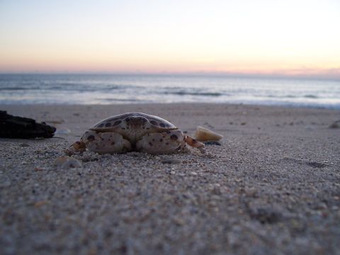 1994 Ford Probe - A crab is on the beach with the ocean in the background during sunset.