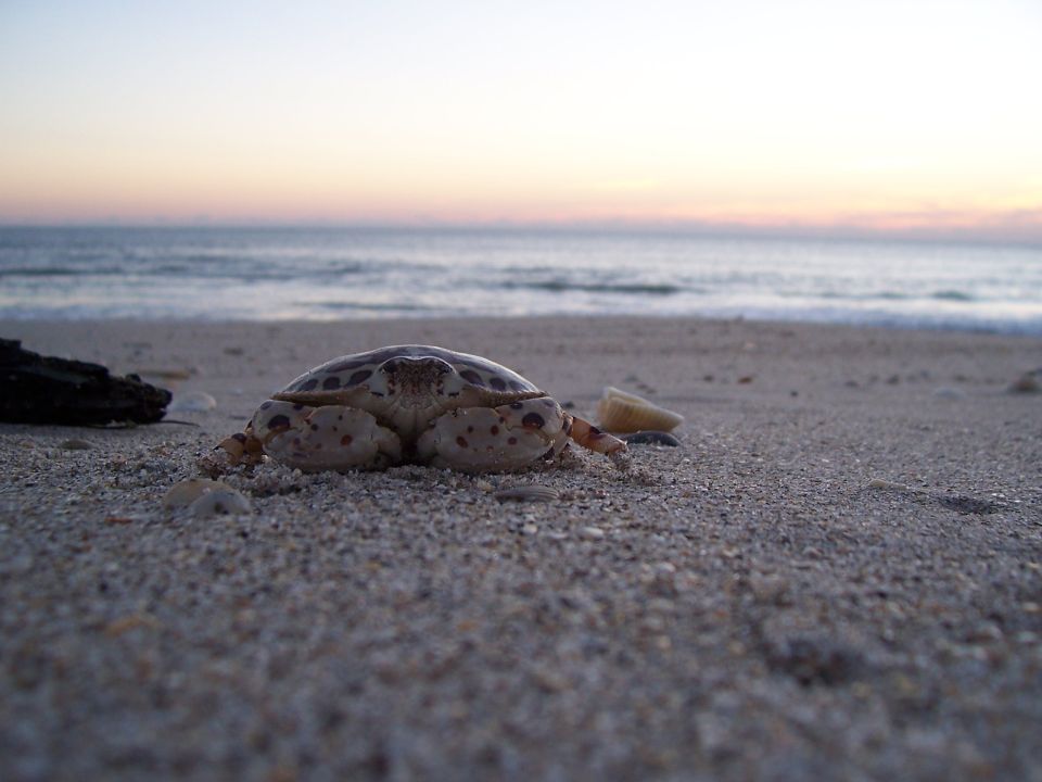 crab on sand near ocean at sunset