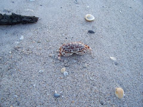 1994 Ford Probe - A crab is seen on a sandy beach, surrounded by shells and a piece of driftwood.