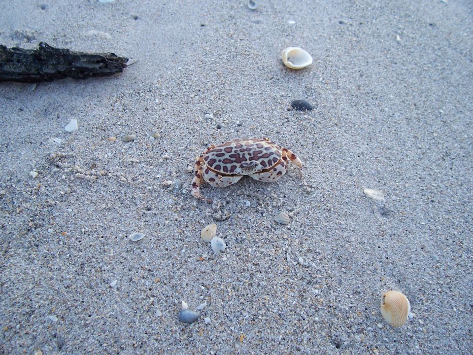 Small speckled crab on beach sand among broken shells