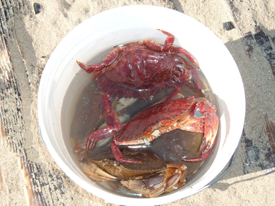 White bucket of water containing several crabs on sand