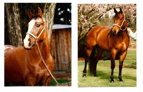 1977 Ford F-150 - A brown horse with a white blaze on its face is shown in two different outdoor settings.