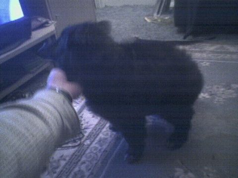 1990 Ford Bronco - A black dog stands on a patterned rug, with a person's arm and a television stand in the background.