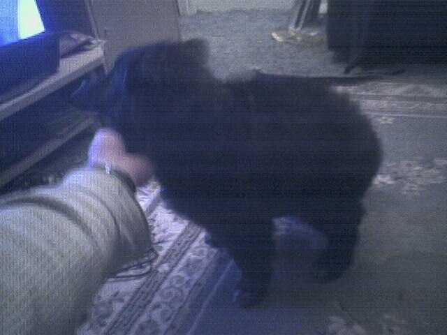 black dog standing on a rug, person's arm visible
