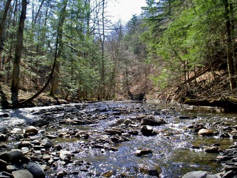 1997 Ford Probe - A rocky stream flows through a wooded area with sunlight dappling the water.