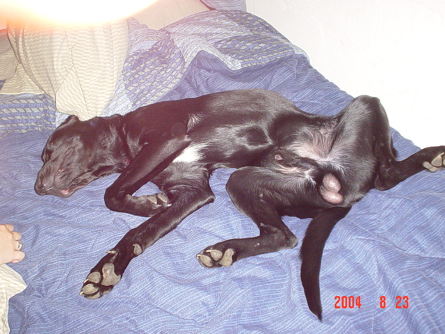 Black dog sleeping on a blue bed with a timestamp and website in the corner