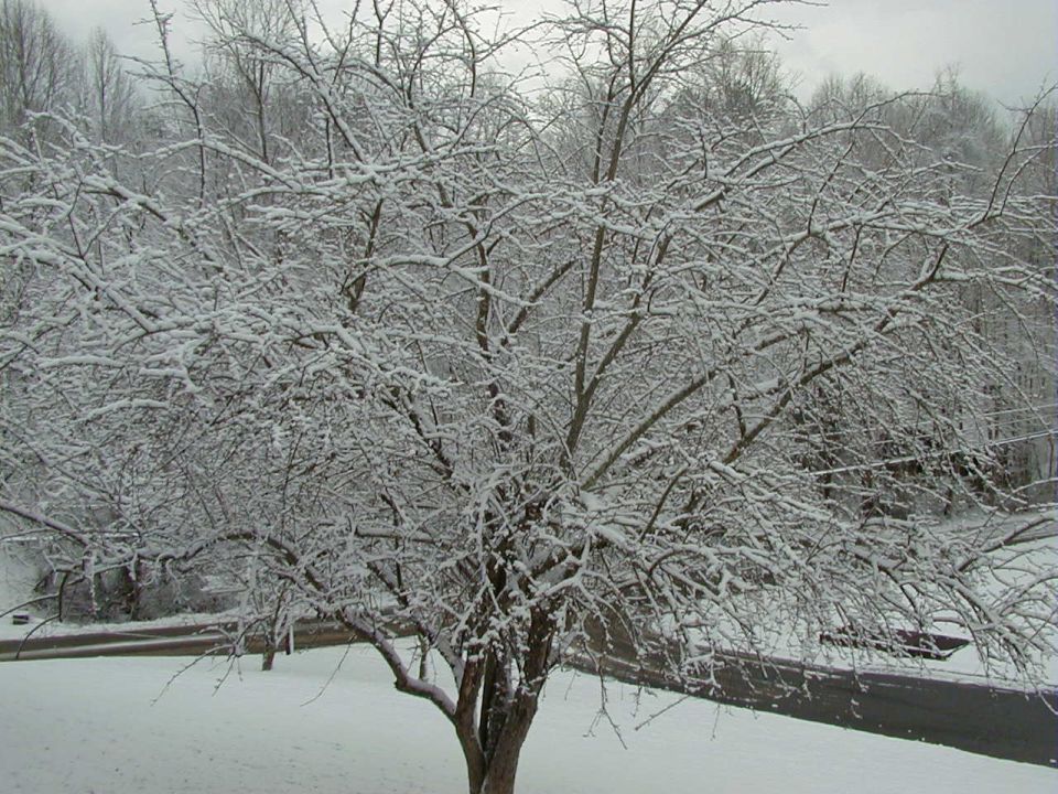 Snow-covered tree branches obscure view of a road and a dark vehicle parked on the side