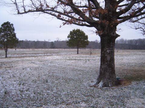 1988 Ford Bronco - A winter scene unfolds with a large tree in the foreground and a light dusting of snow on the ground.
